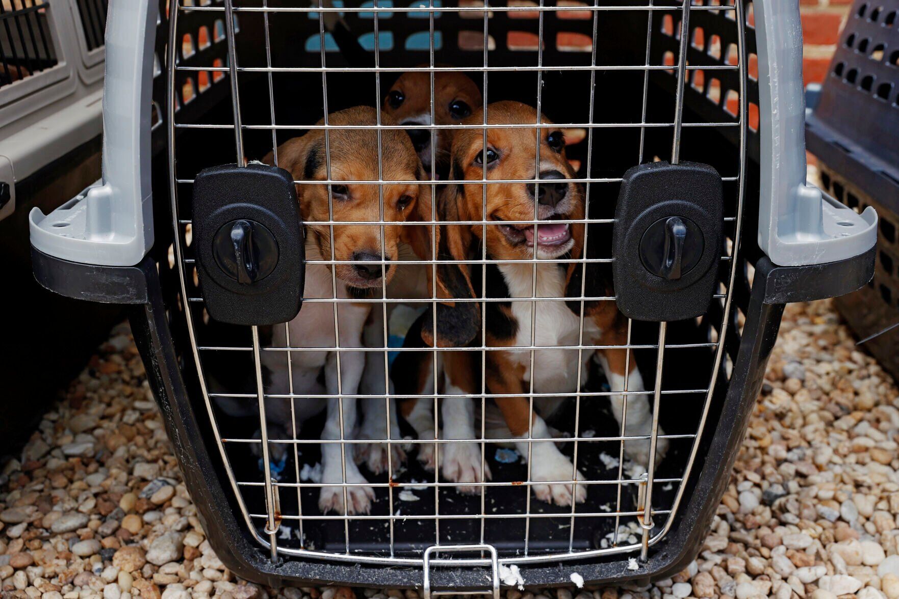 20220806_MET_Beagle_ER_02